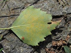 Melampsoridium betulinum
