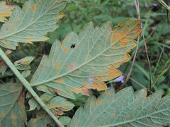 Quasipucciniastrum ochraceum