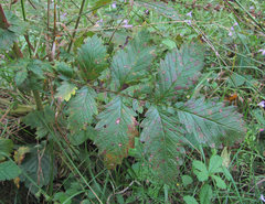 Quasipucciniastrum ochraceum