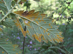 Quasipucciniastrum ochraceum