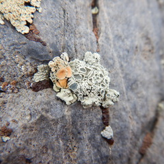 Rhizoplaca subdiscrepans