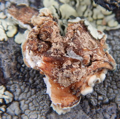 Rhizoplaca subdiscrepans