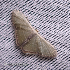 Lophophleps triangularis