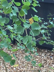 Bauhinia lunarioides