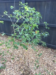Bauhinia lunarioides