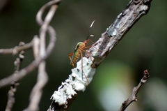 Lucullia flavovittata