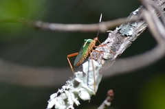 Lucullia flavovittata