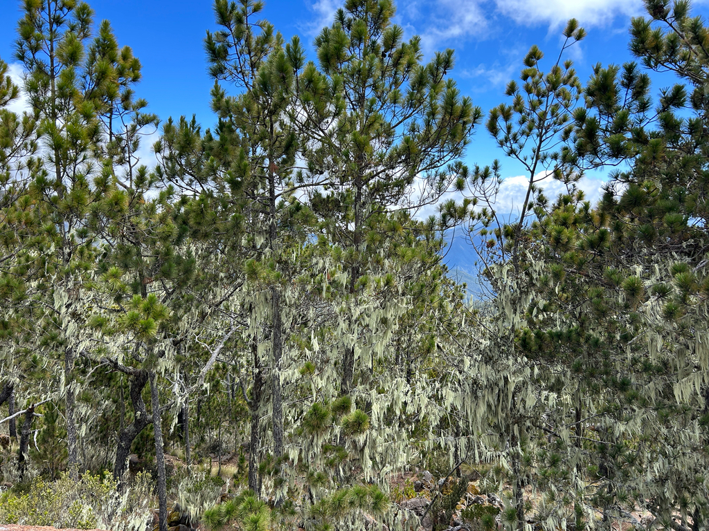 Pinus occidentalis; photograph (c) Marina, some rights reserved (CC BY)