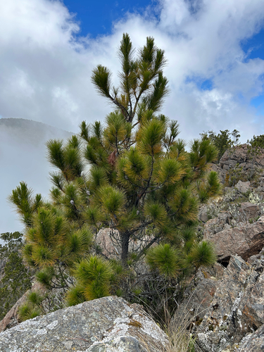 Hispaniolan pine (Pinus occidentalis)