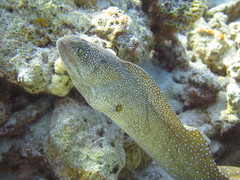 Gymnothorax nudivomer