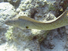 Gymnothorax nudivomer