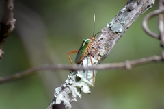 Lucullia flavovittata