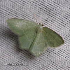 Idiochlora minuscula