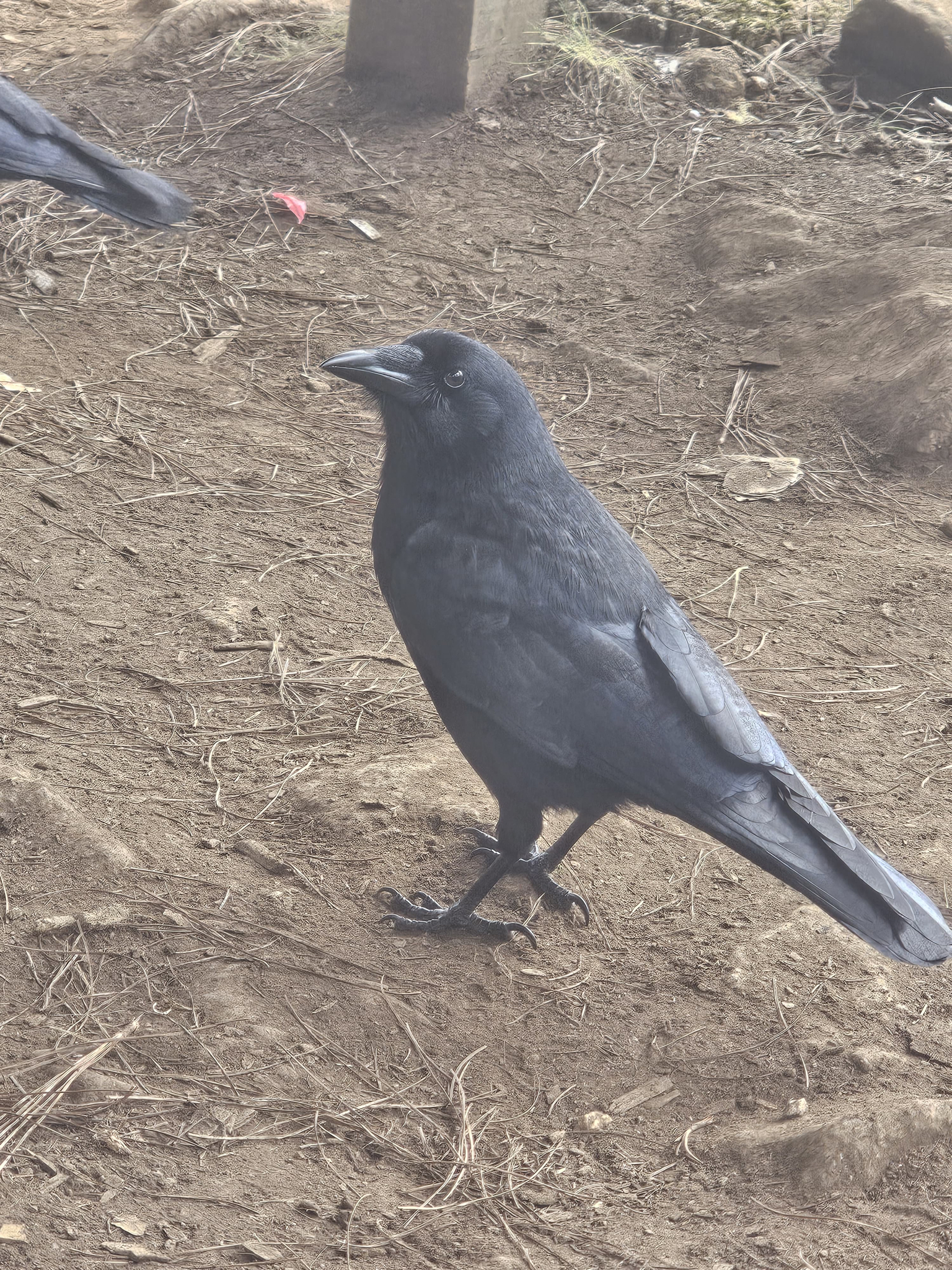 Hispaniolan Palm Crow (Corvus palmarum), photo 1