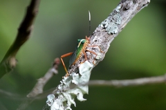 Lucullia flavovittata
