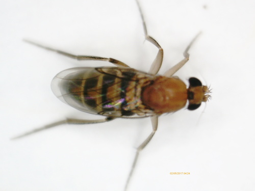 Phoridae