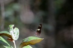 Heliconius sara