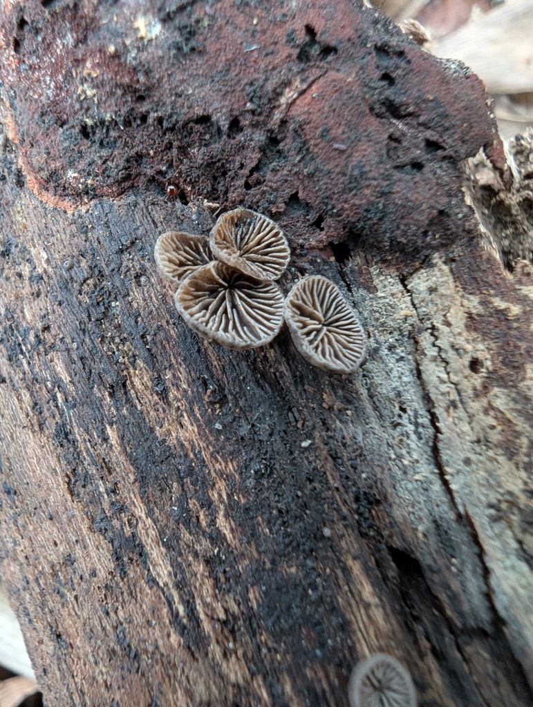 Resupinatus applicatus · February 2026 · photo: © atsushi_nakajima_cirque (iNaturalist, cc-by)