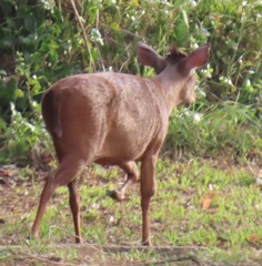 Cephalophorus natalensis
