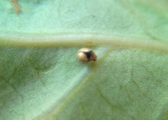 Coleoptera