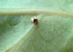Coleoptera