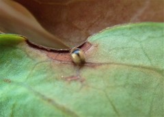 Coleoptera