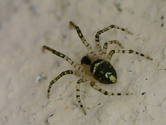 Theridion varians
