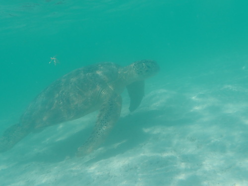 Chelonia mydas