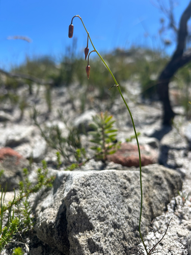 Evening Squill (Drimia hesperantha)