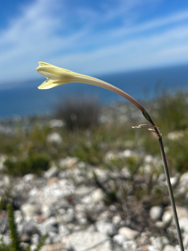 Cyrtanthus leucanthus