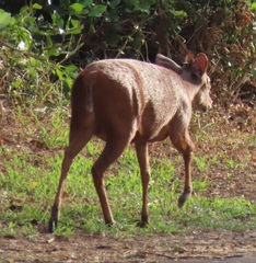 Cephalophorus natalensis