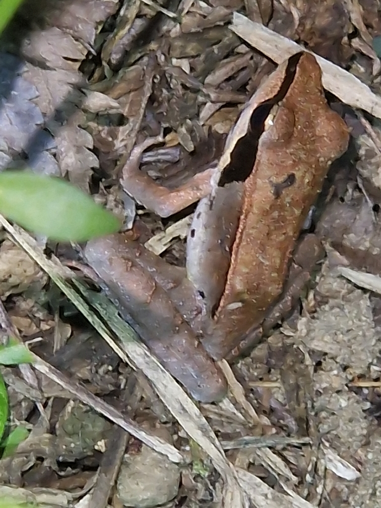 Papurana volkerjane (Papurana volkerjane)