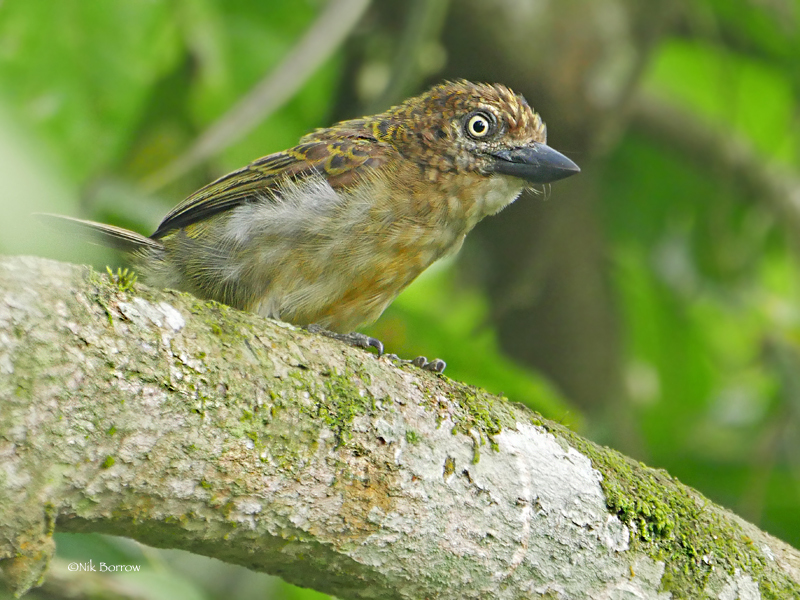 Speckled Tinkerbird photo