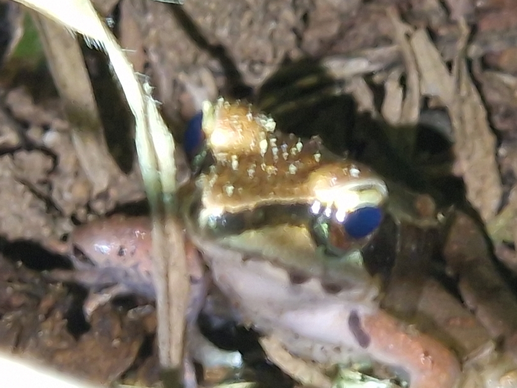 Papurana volkerjane (Papurana volkerjane)