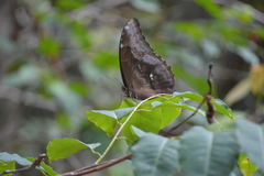 Morpho menelaus coeruleus