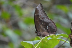 Morpho menelaus coeruleus