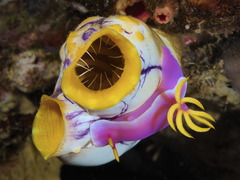 Hypselodoris apolegma