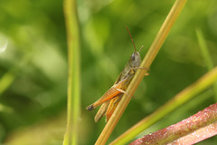 Amblytropidia australis