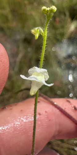 Genlisea pallida (Genlisea pallida)