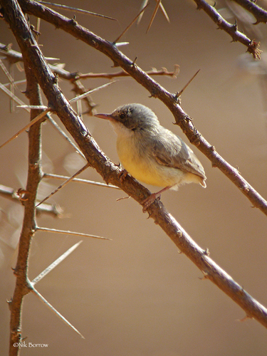 Short-billed Crombec