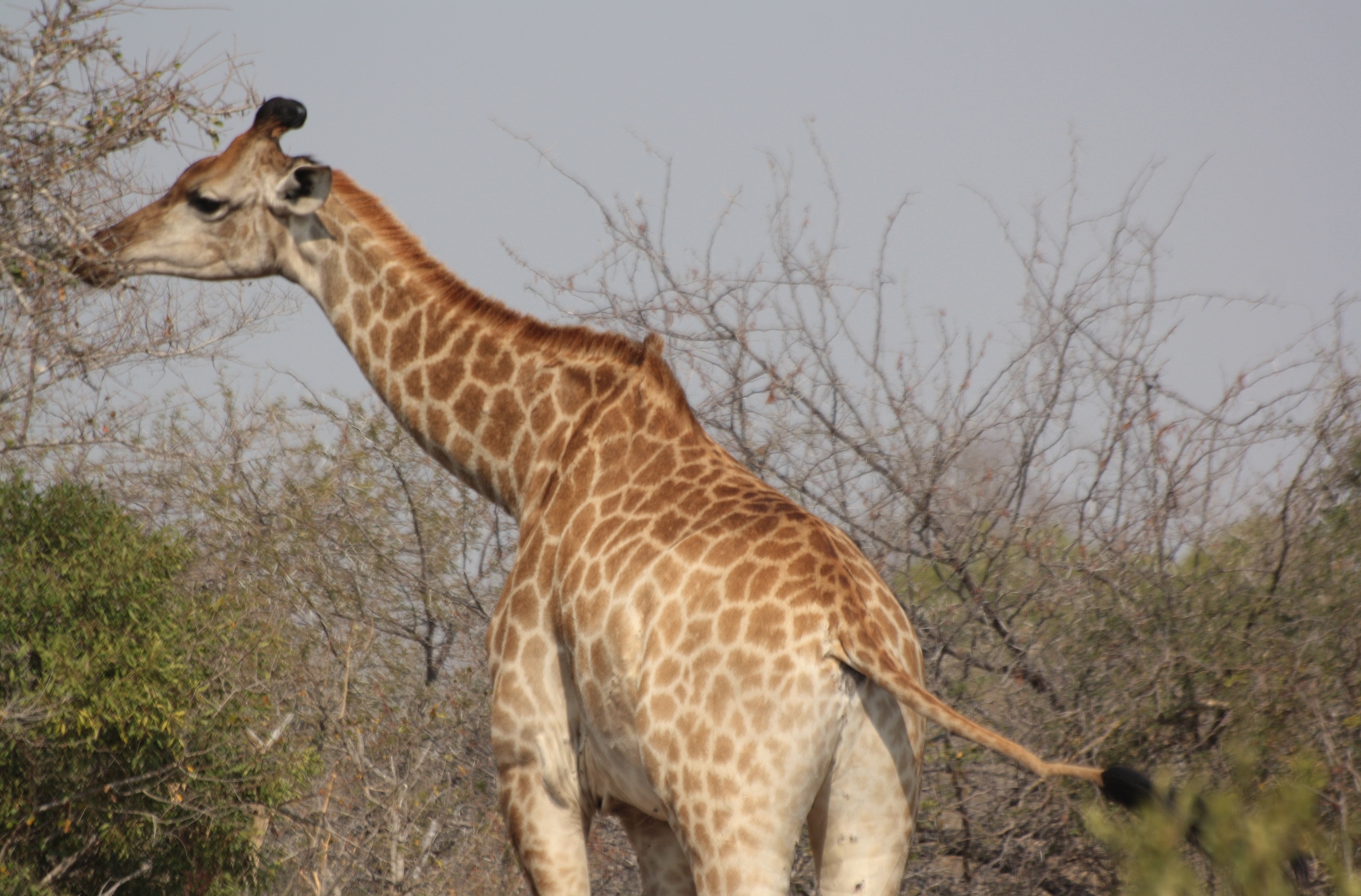 Southern African Giraffe (Subspecies Giraffa camelopardalis Southern African Giraffe (Subspecies Giraffa camelopardalis