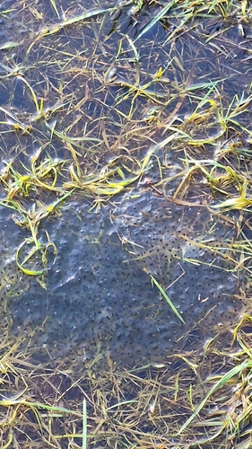 European Common Frog