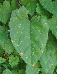Puccinia convolvuli