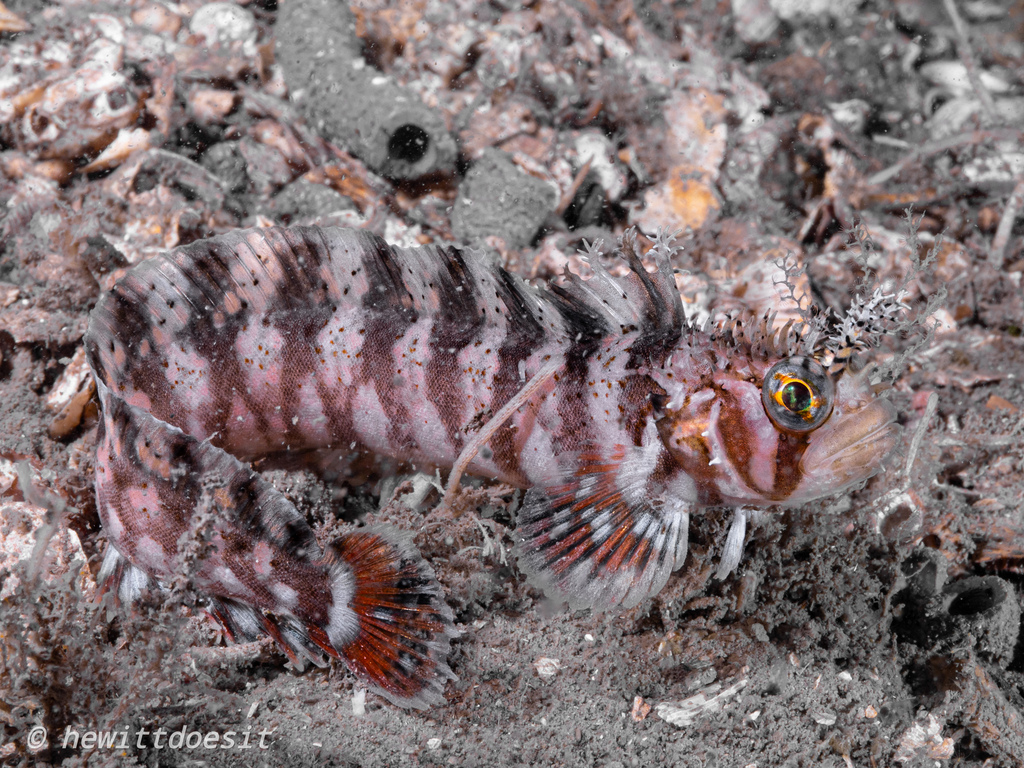 Decorated warbonnet (Chirolophis decoratus) — Stichaeidae