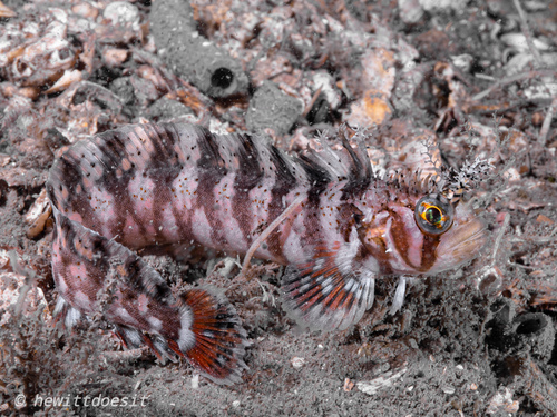 Decorated warbonnet (Chirolophis decoratus) — Stichaeidae