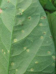 Puccinia convolvuli