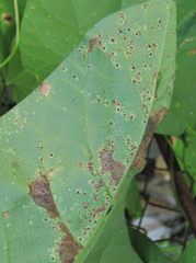 Puccinia convolvuli