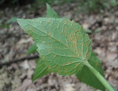 Coleosporium campanulae
