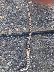 Cemophora coccinea copei