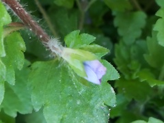 Veronica persica